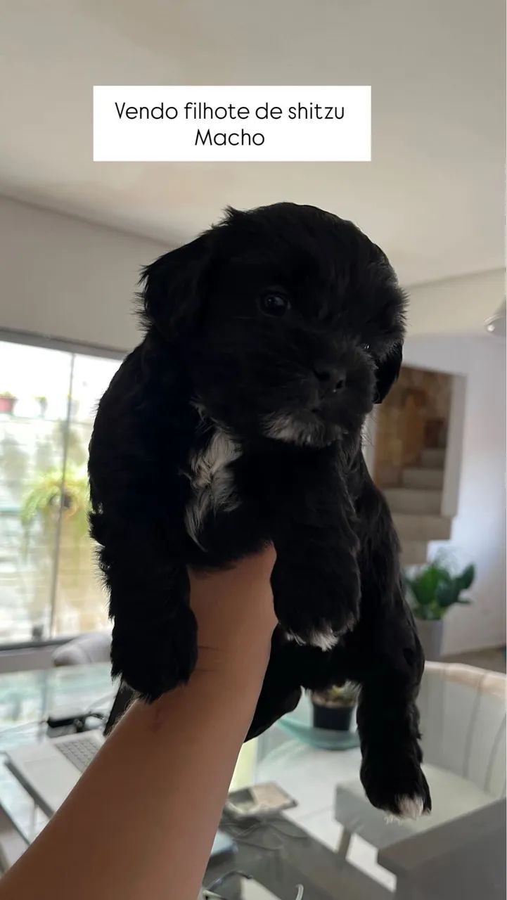 Cachorro shitzu 800,00
