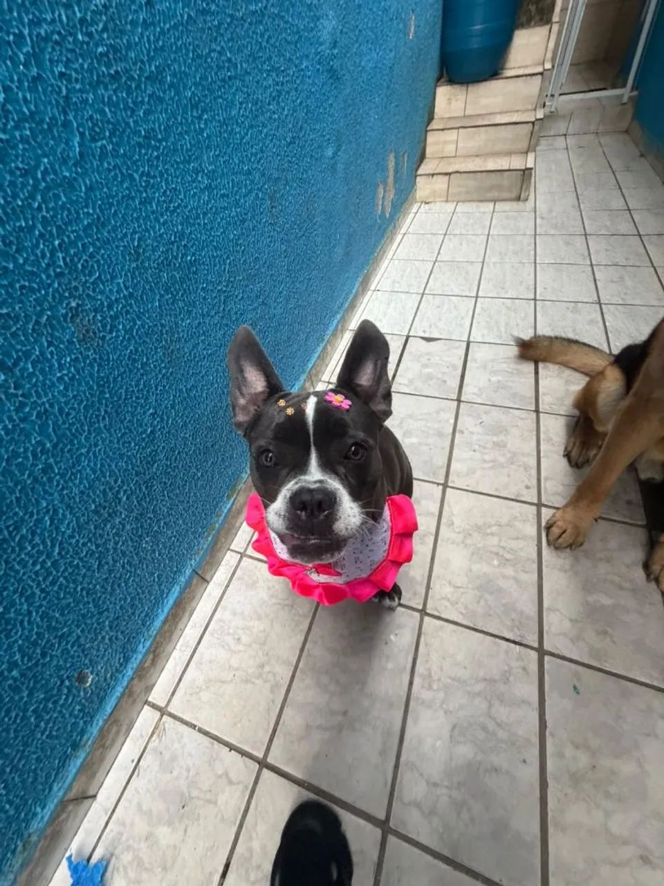 Cachorra American Billy 