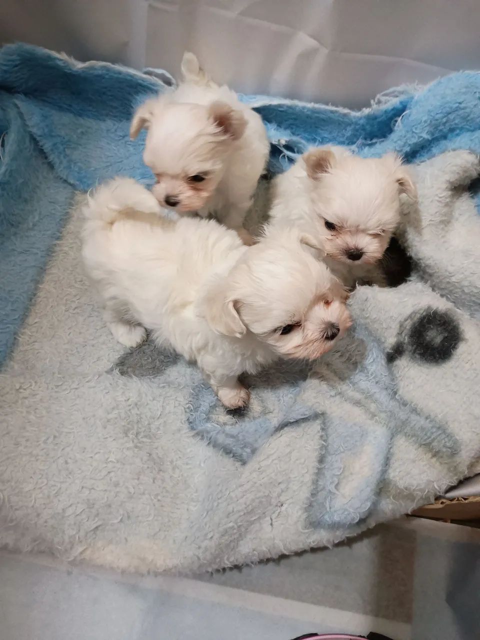 Maltês Bibelô Legítimos com Pedigree  - Foto 2