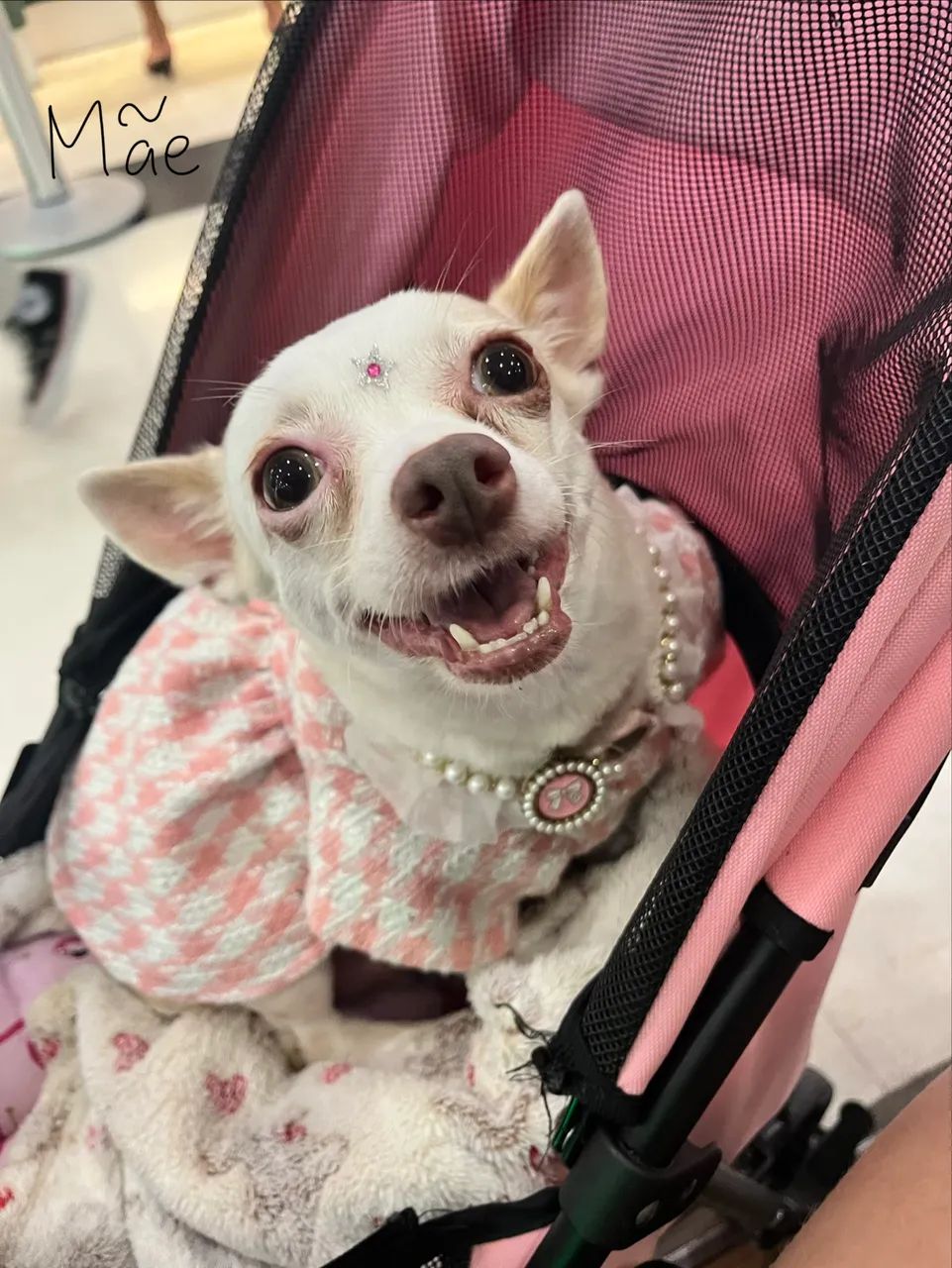 Filhote de Chihuahua macho - Branco  - Foto 4