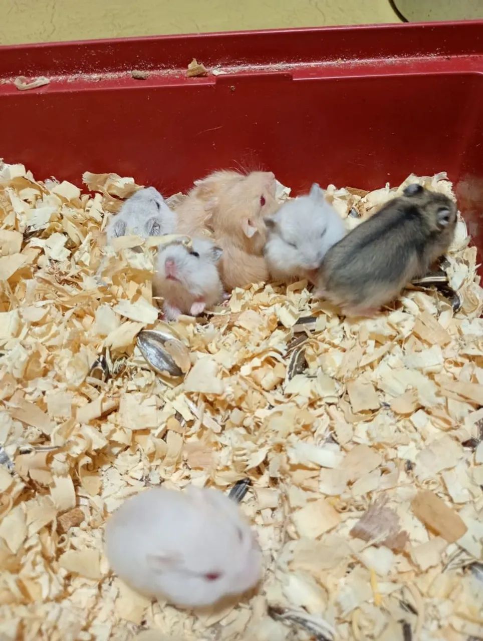 Filhotes Hamster anão russo  - Foto 6