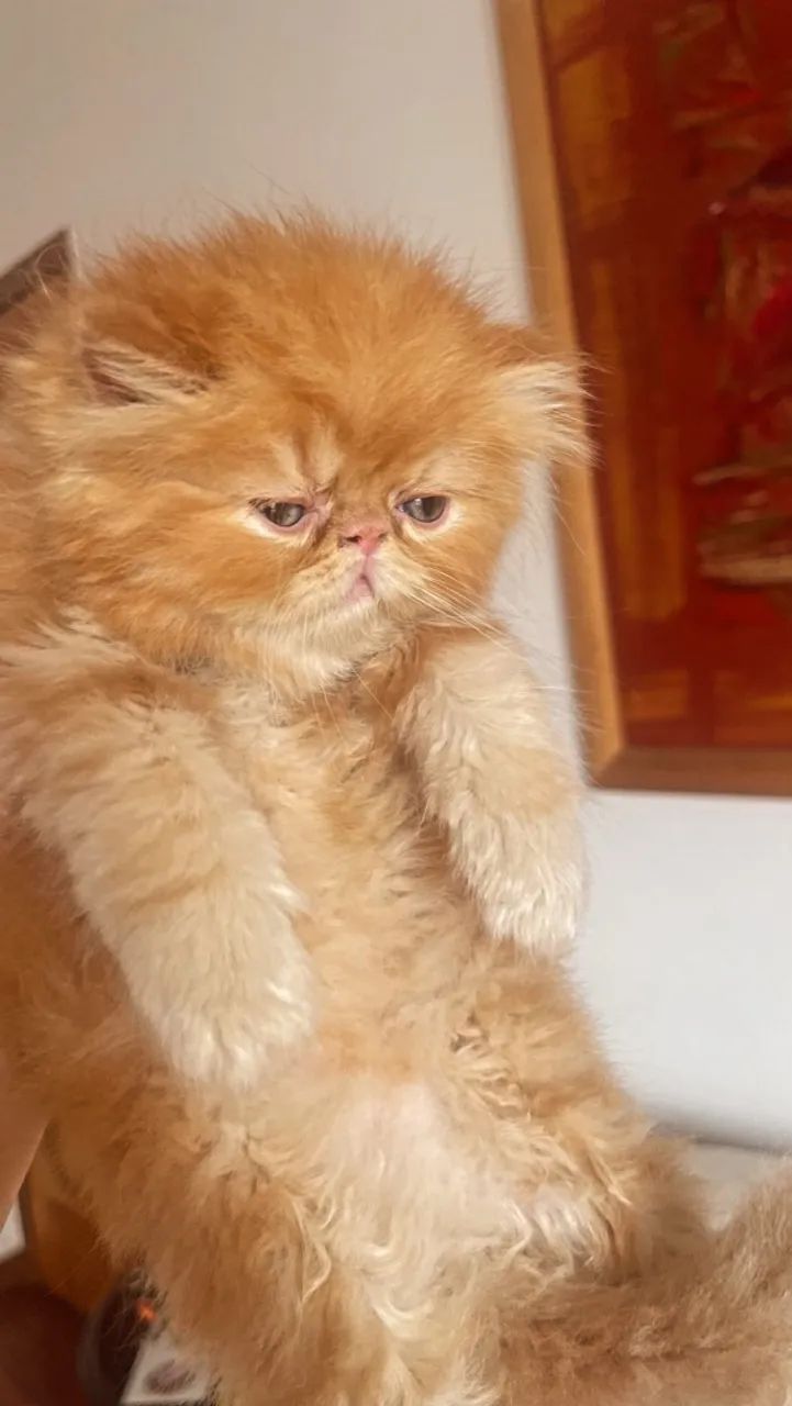 Gata Persa  - Foto 4