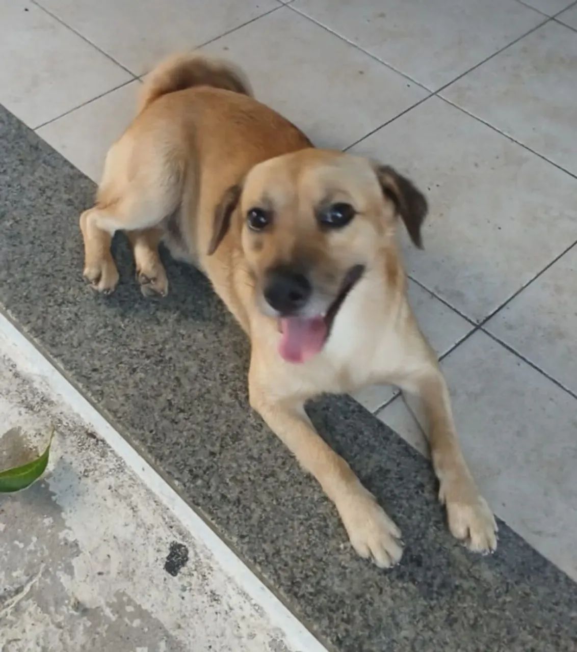 Chorrinho Lindo Para Adoção  - Foto 2