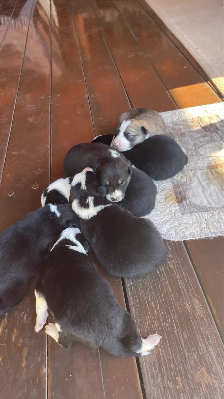 Filhotes de Boder collie pastoreio 