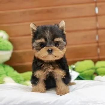 Yorkshire Terrier Vacinado e Vermifugado