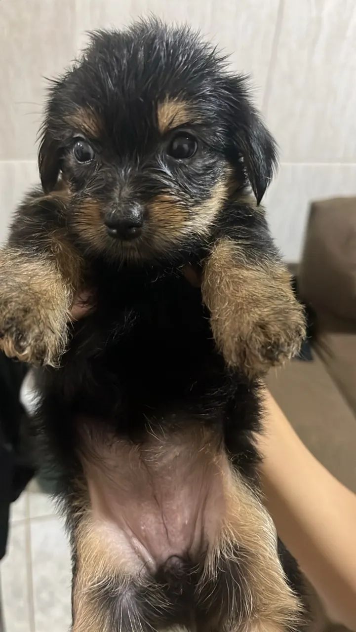 YORKPOO  - Foto 3
