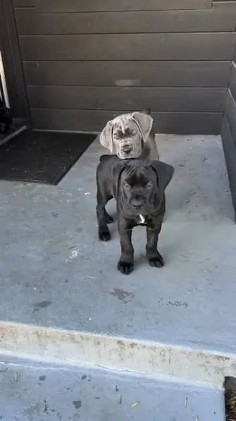 Cane corso filhotes 