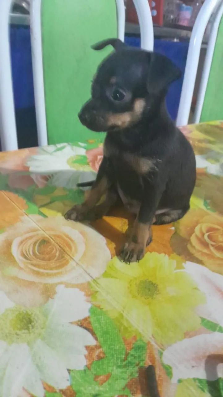 Cachorro pinscher número 1 - Foto 2
