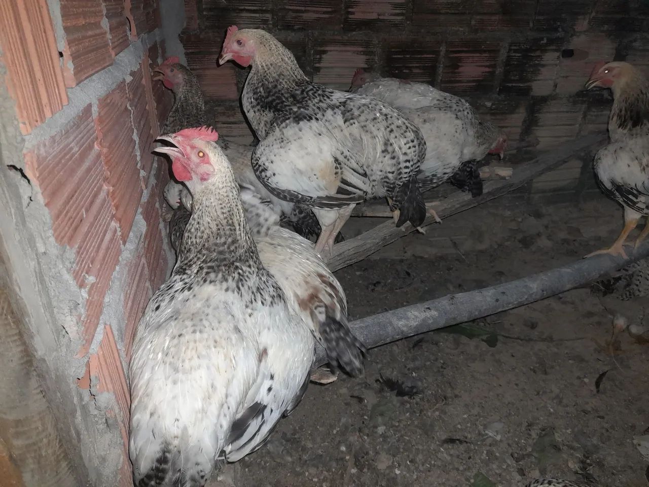 Frango e frangas - Foto 4