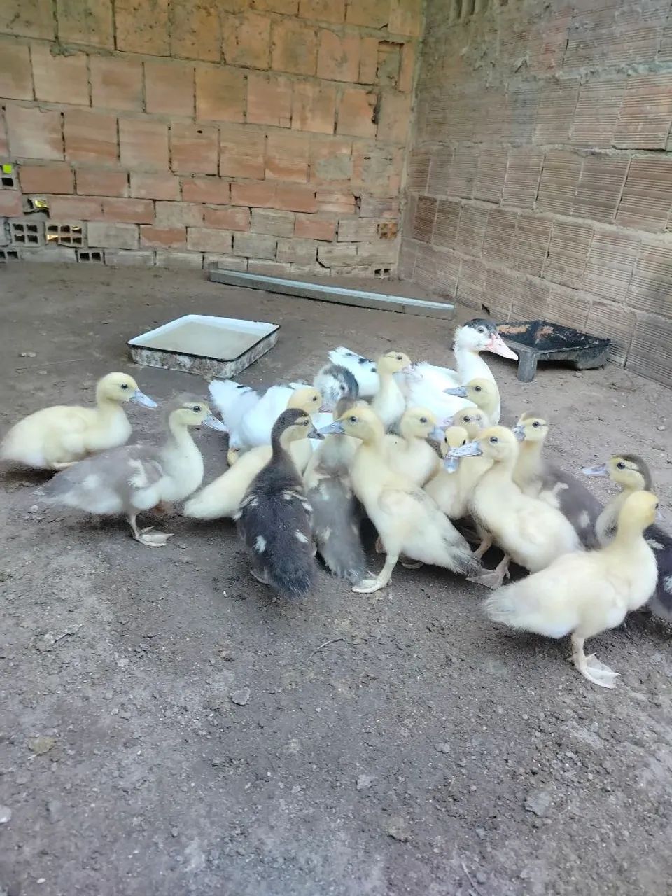 Patos - Foto 2