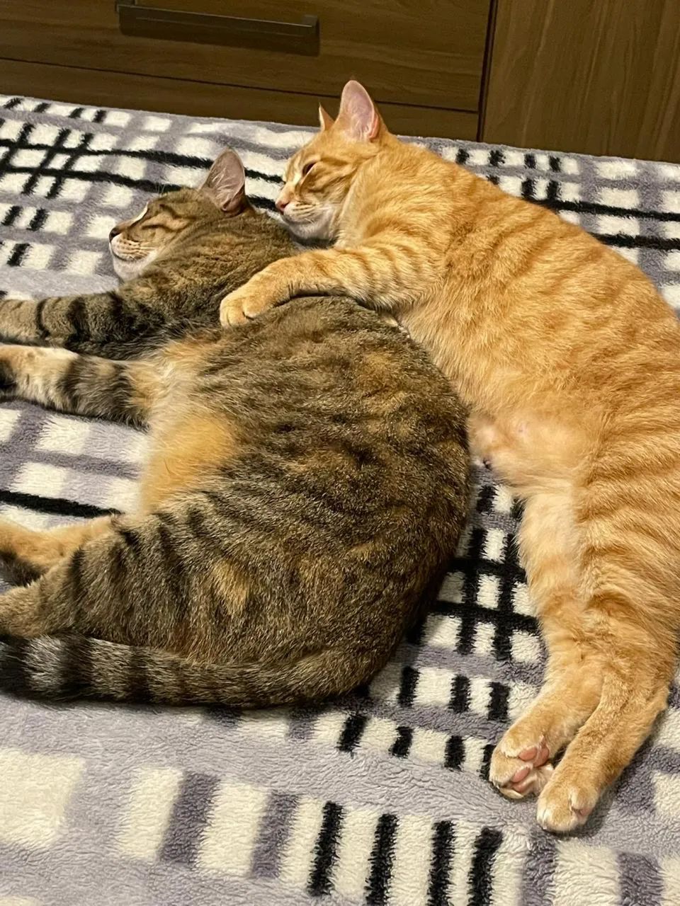 Doa-se gatas fêmeas castradas - Foto 2