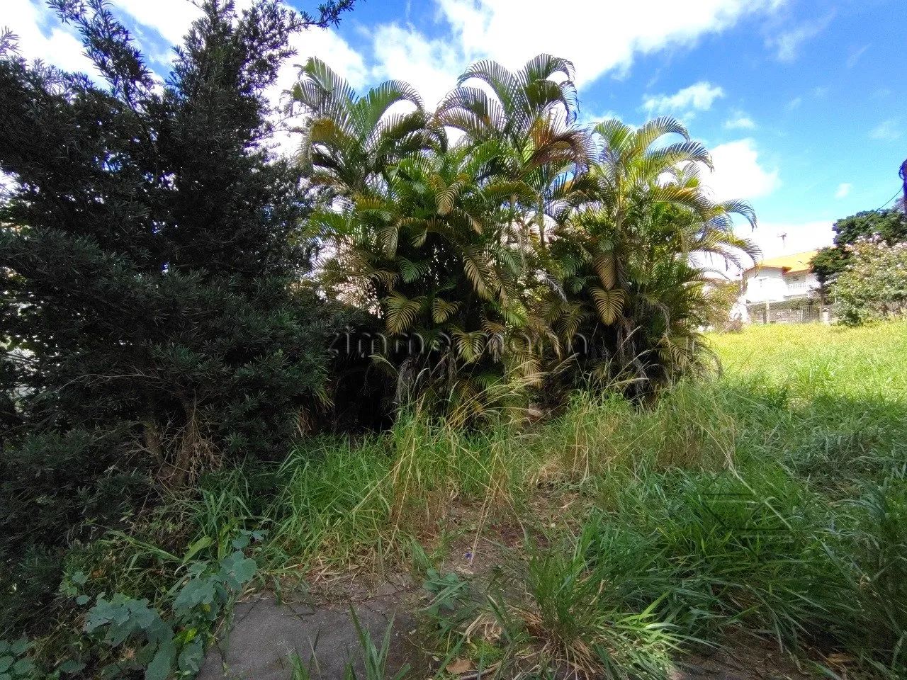 TERRENO CAMPO BELO - Foto 5