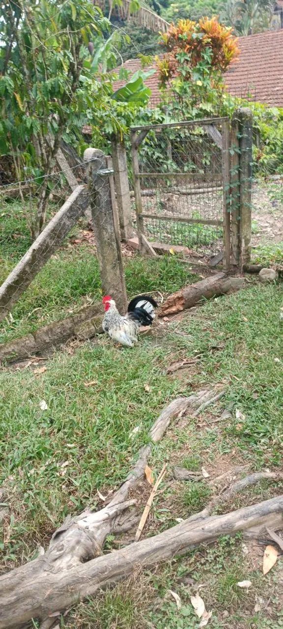 Vendo mini galo garnisé  - Foto 5