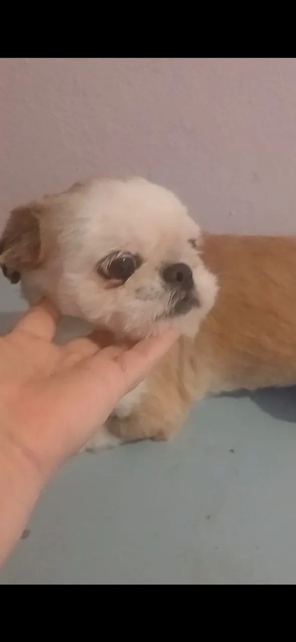 Vendo  ou troco - Foto 2