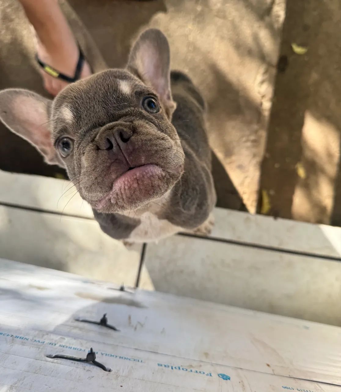 Bulldog Francês  - Foto 5