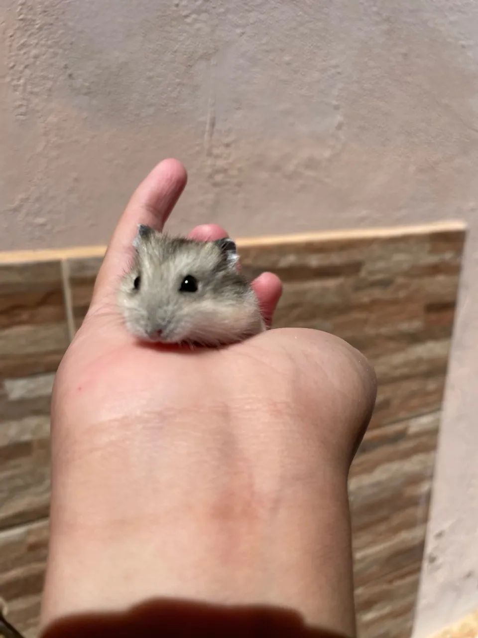 Hamster  - Foto 2