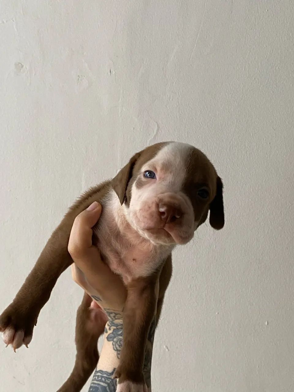 Pitbull filhote  - Foto 2