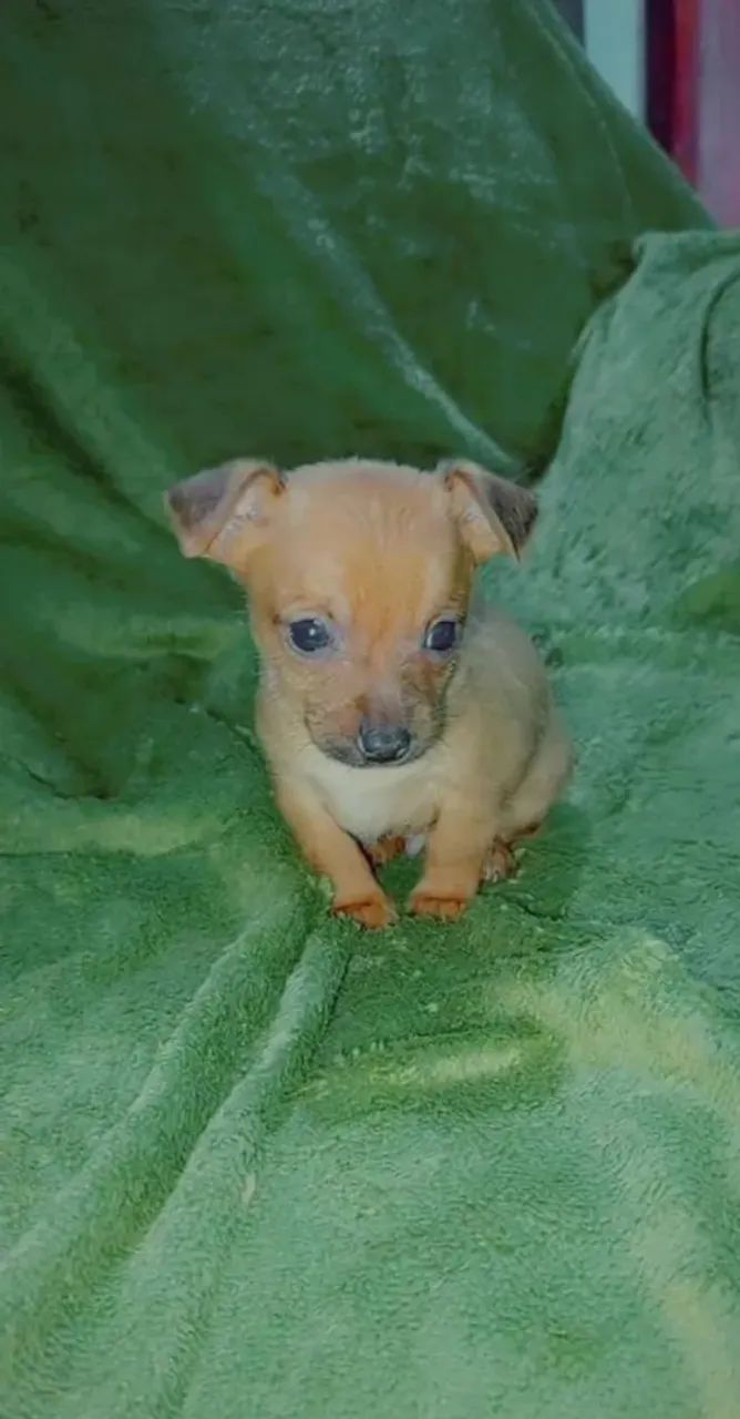 Chihuahua com Pinscher pronta a entrega 