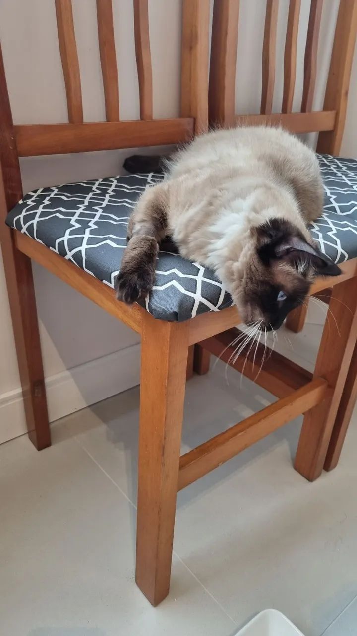 4 cadeiras de cozinha  - Foto 3
