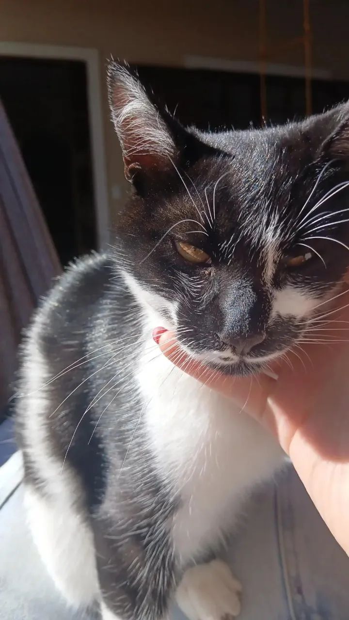 Gato para doação - macho - Foto 2