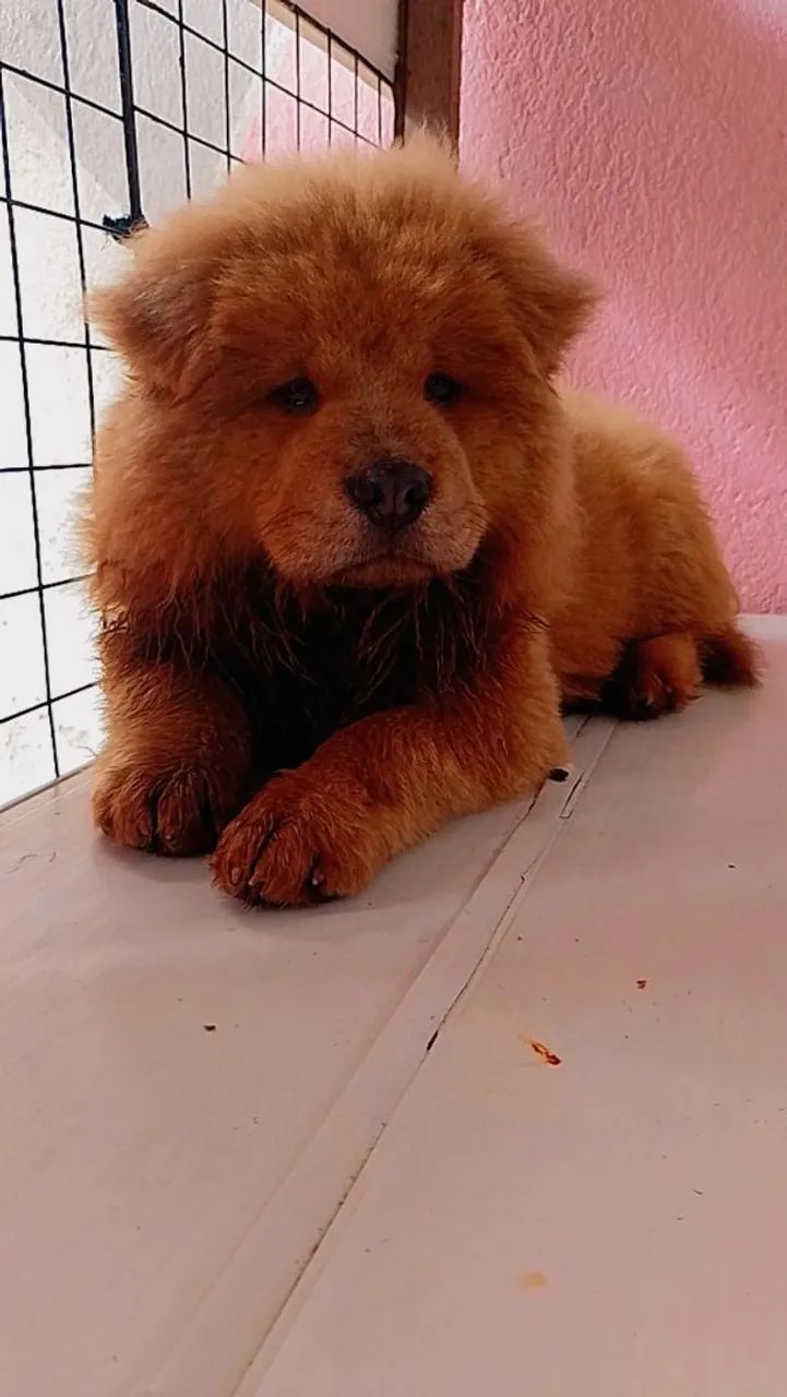 Filhote de Chow Chow macho  - Foto 3