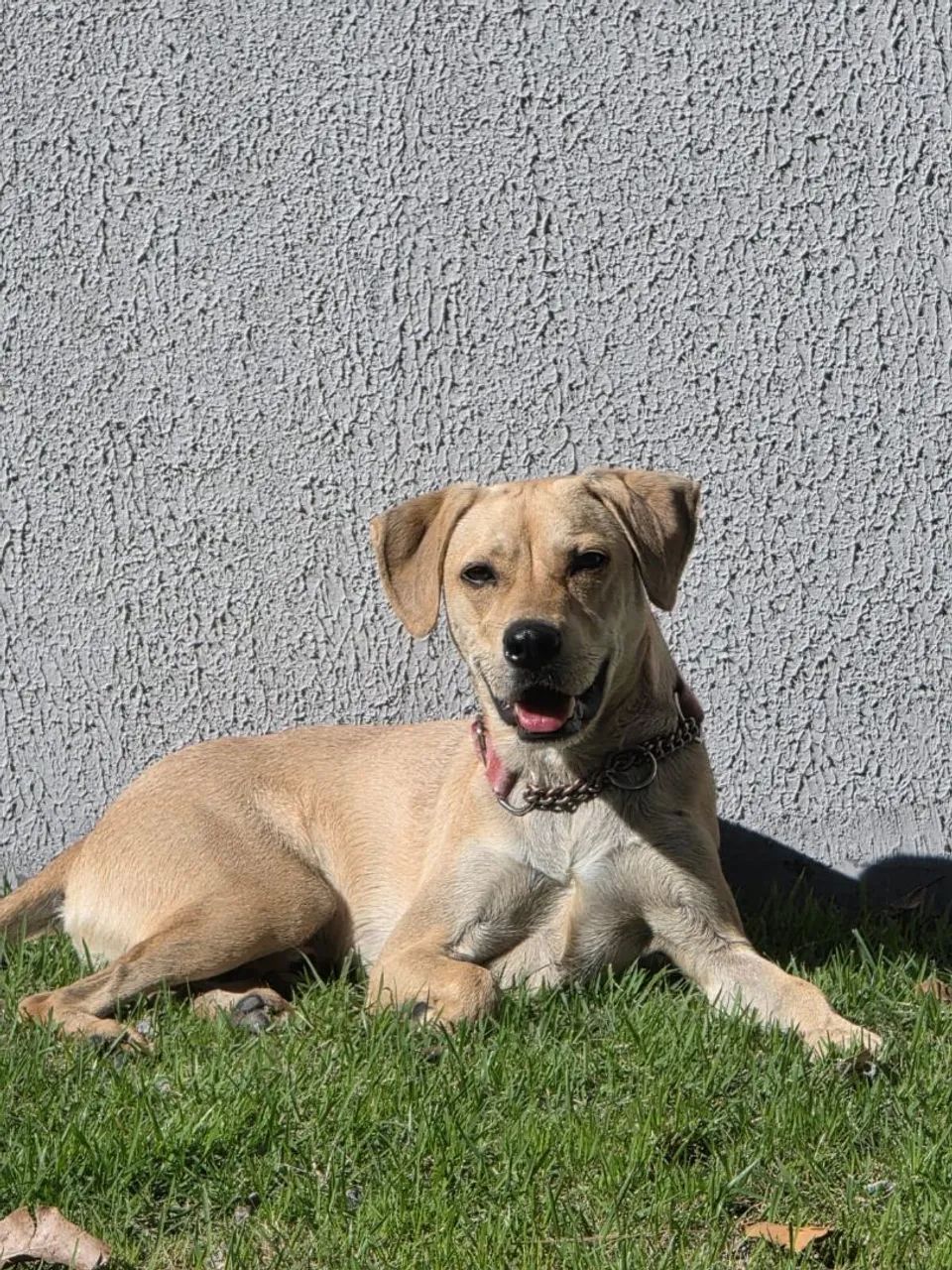 Adoção cachorro - Snoopy  - Foto 4