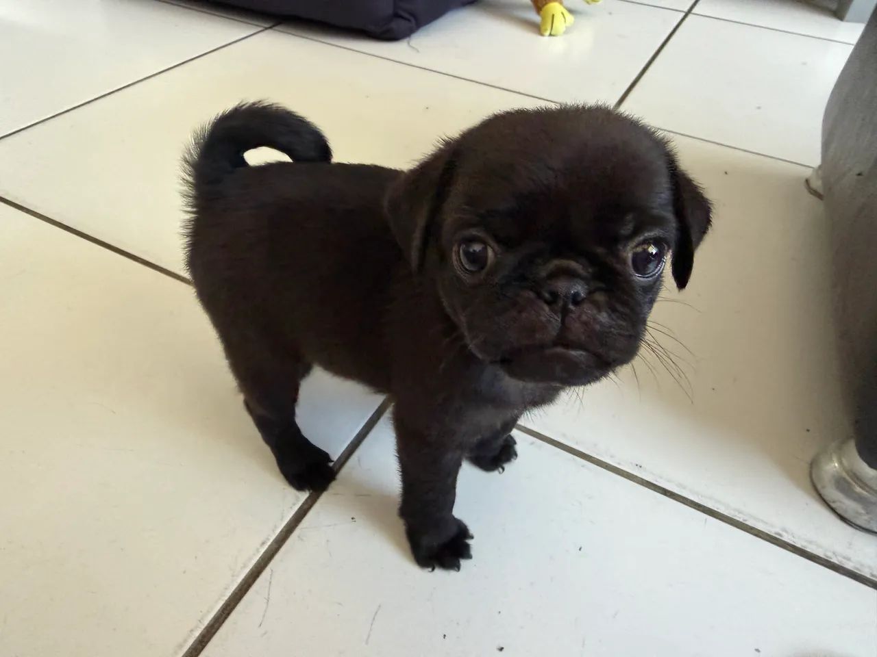 ? PUG PRETO ? LINDO E RARO! ? Macho  - Foto 4