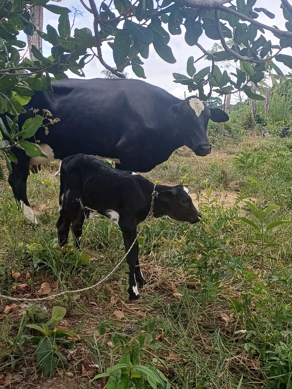 VENDO VACAS LEITEIRAS COM BEZERRO NO PE  - Foto 2