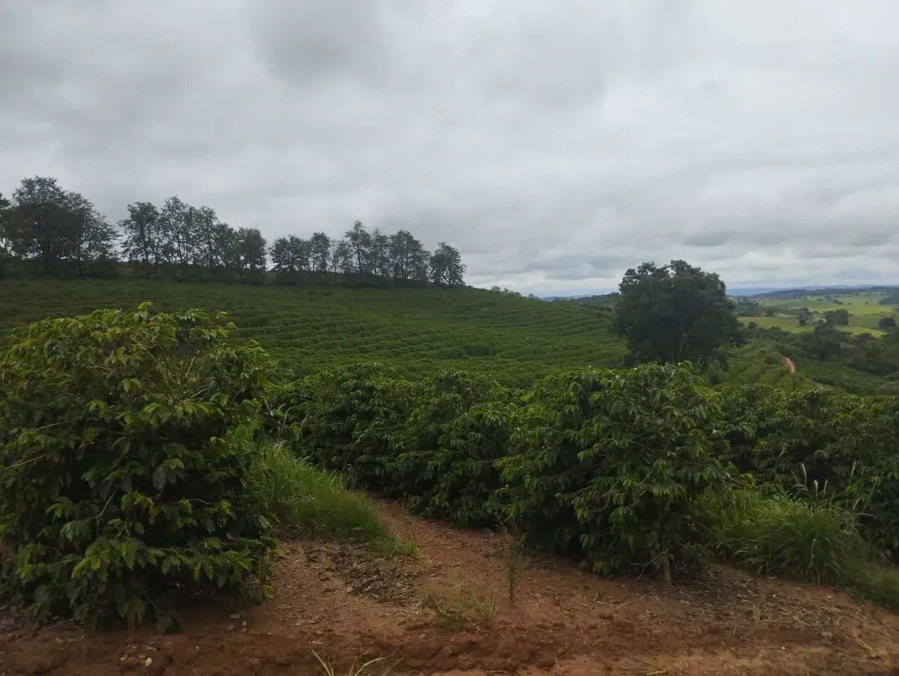Sítio com 130 mil pés de café