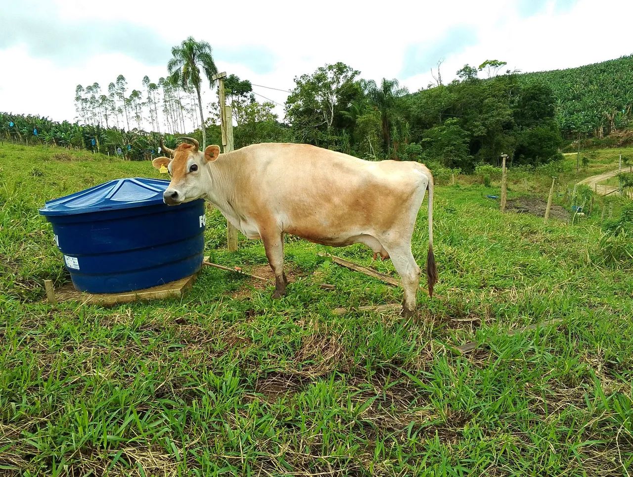 vaca de leite 