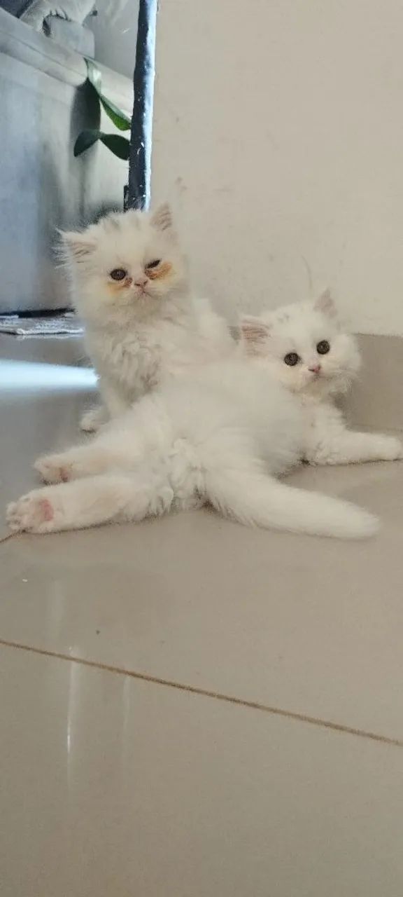 Último filhote de persa legítimo disponível (machinho)