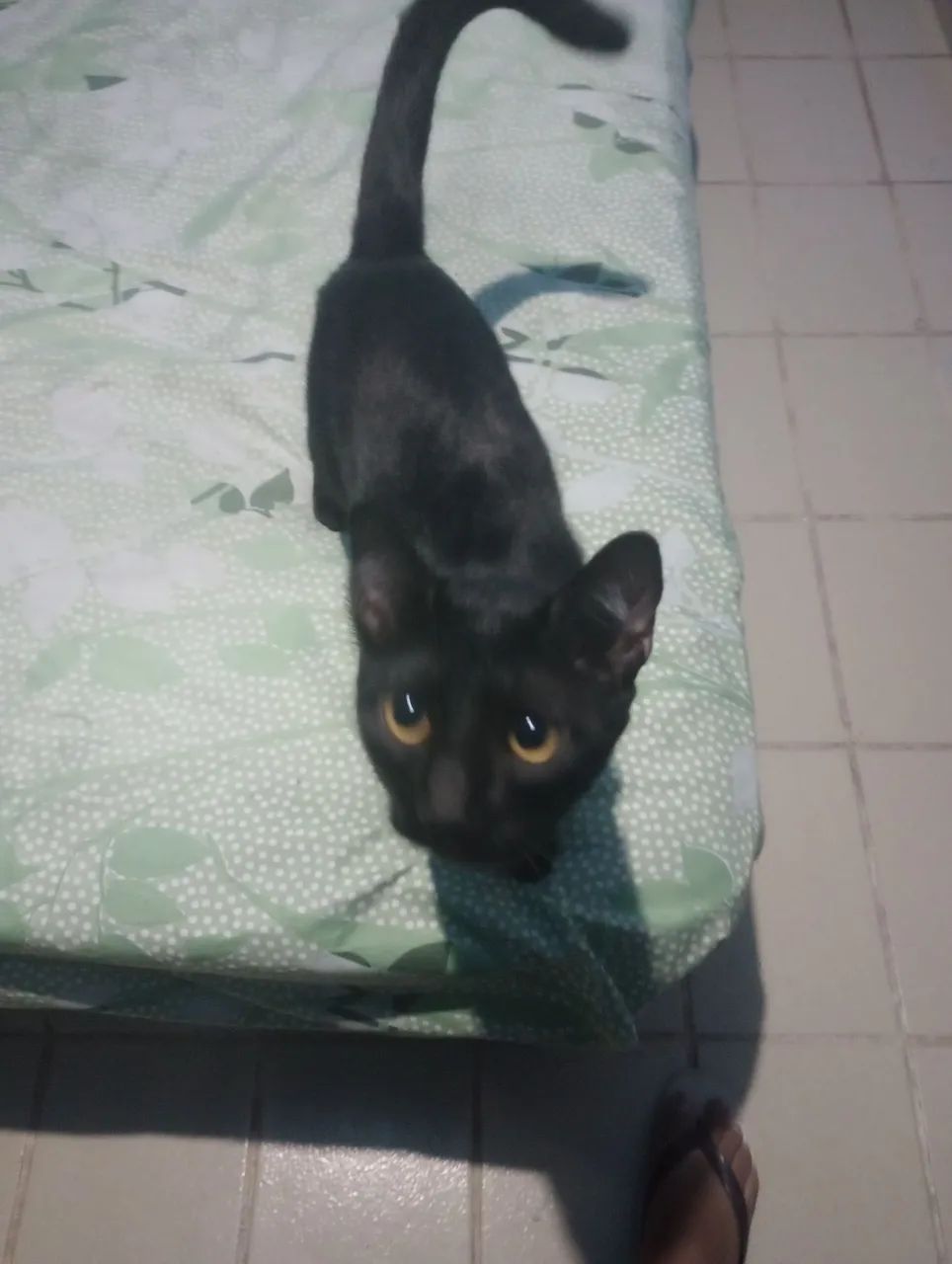 Gatos resgatados doação de imediato  - Foto 2