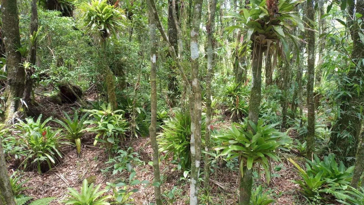 Terreno à Venda, 30.000 m2, Santa Rosa de Lima/SC - Foto 4