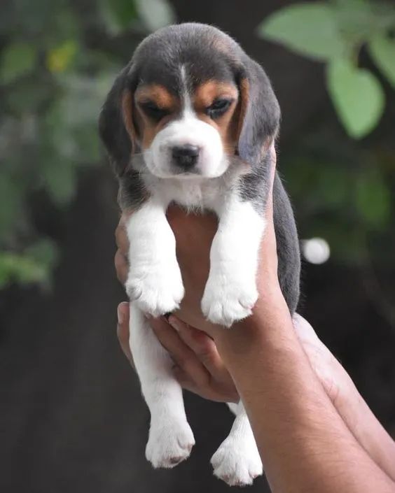 Beagle 13 Polegadas Companhia que traz harmonia