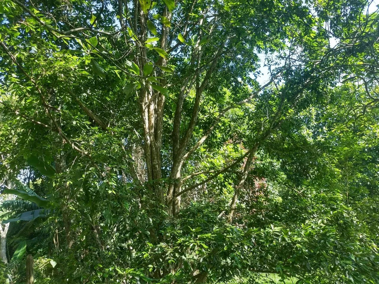 Terreno em Guararema  - Foto 5