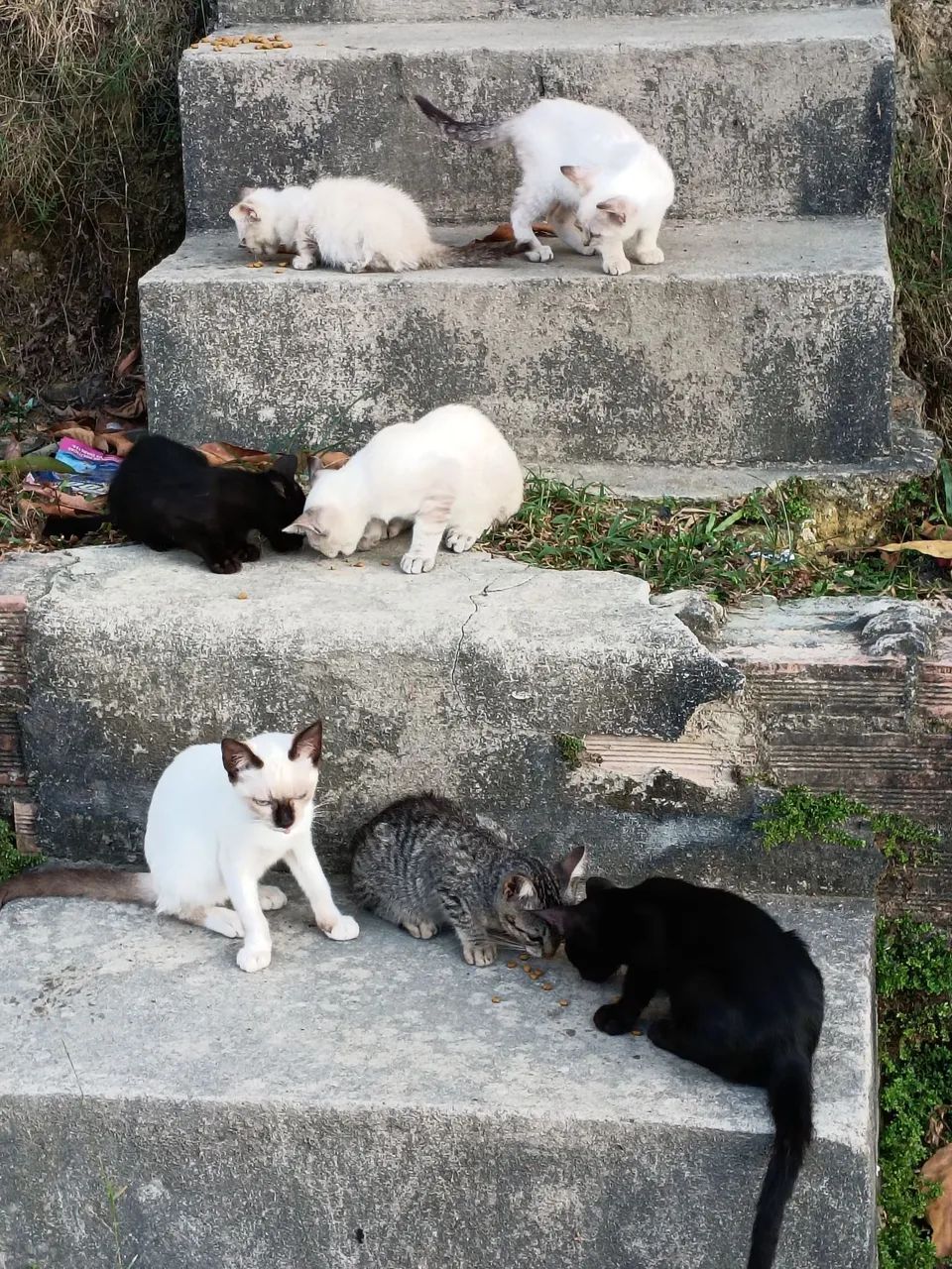 Adoção  - Foto 2