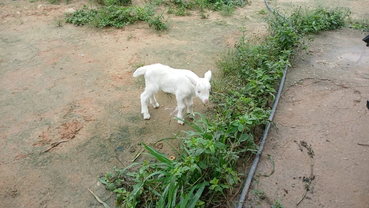 Vendo - Foto 2