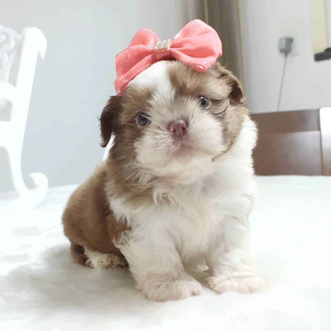 Shihtzu miniaturas 