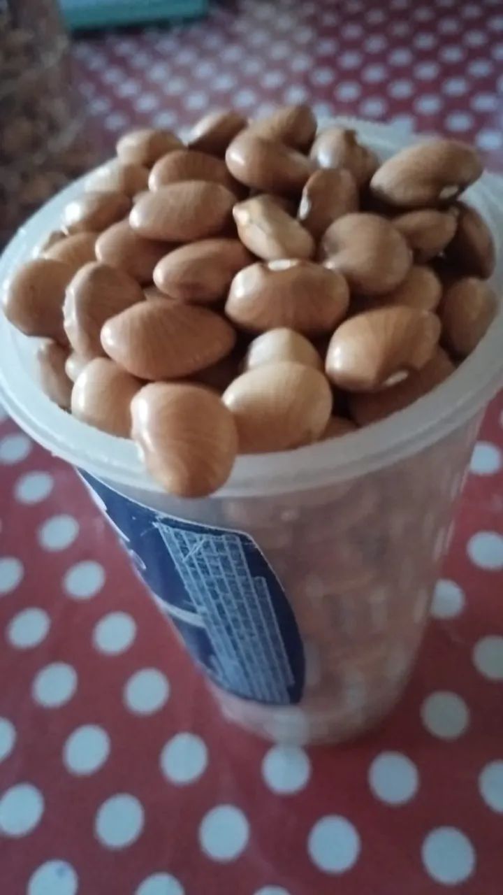 Feijão Mucuna - Foto 3
