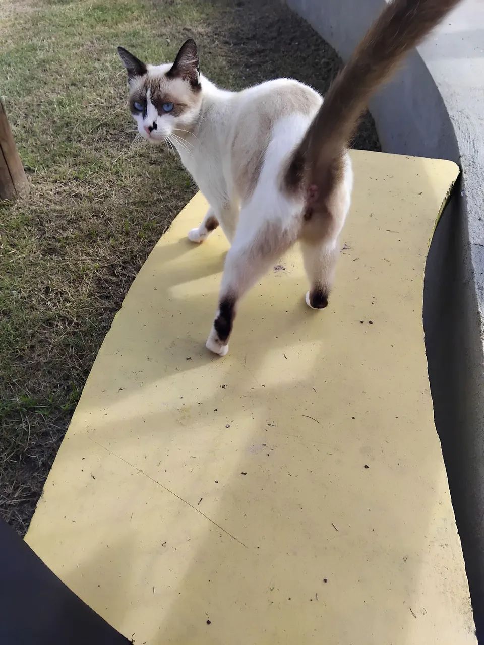 Gatinha para adoção 