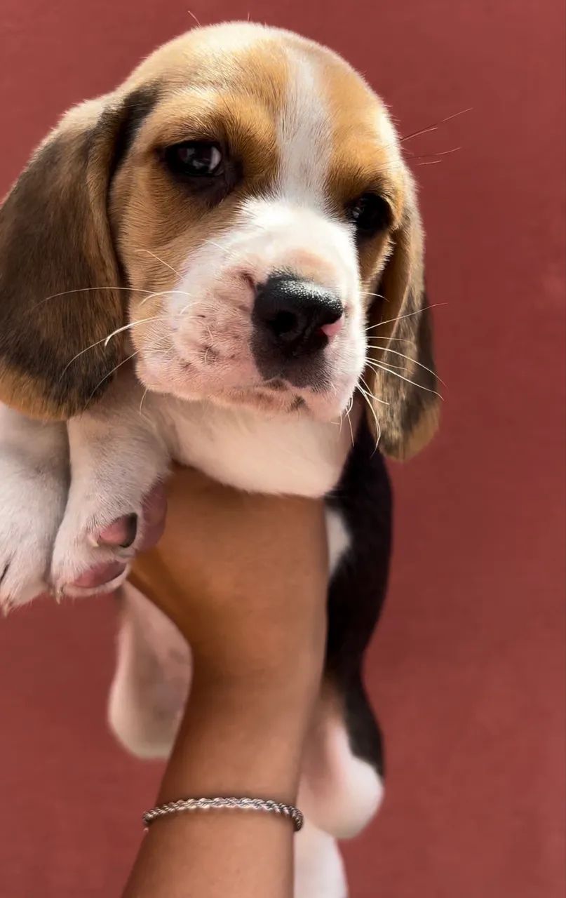 Beagles bagunceiro - Foto 2