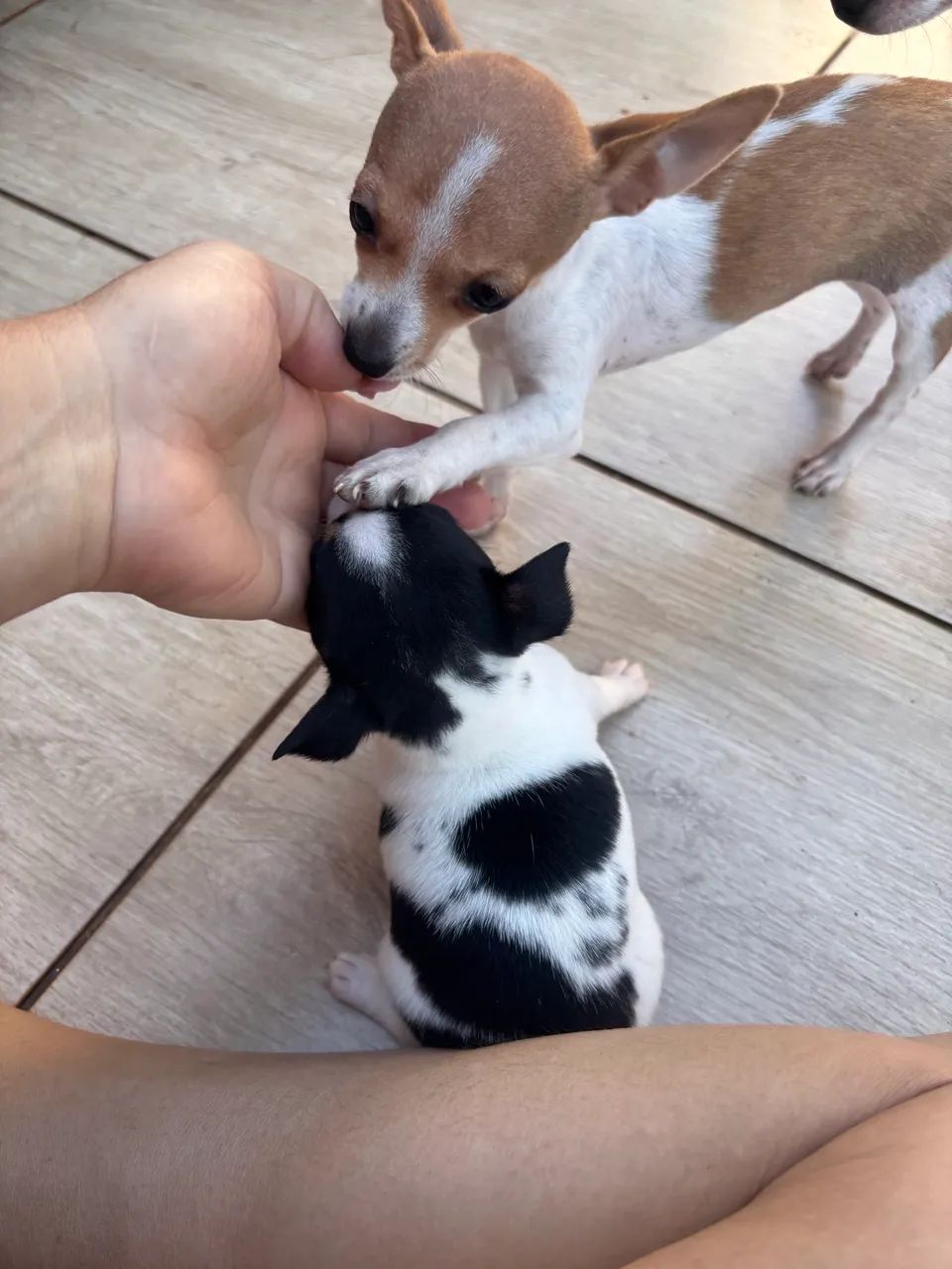 Pinscher fêmea  - Foto 2