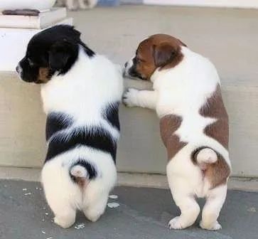 Jack Russel