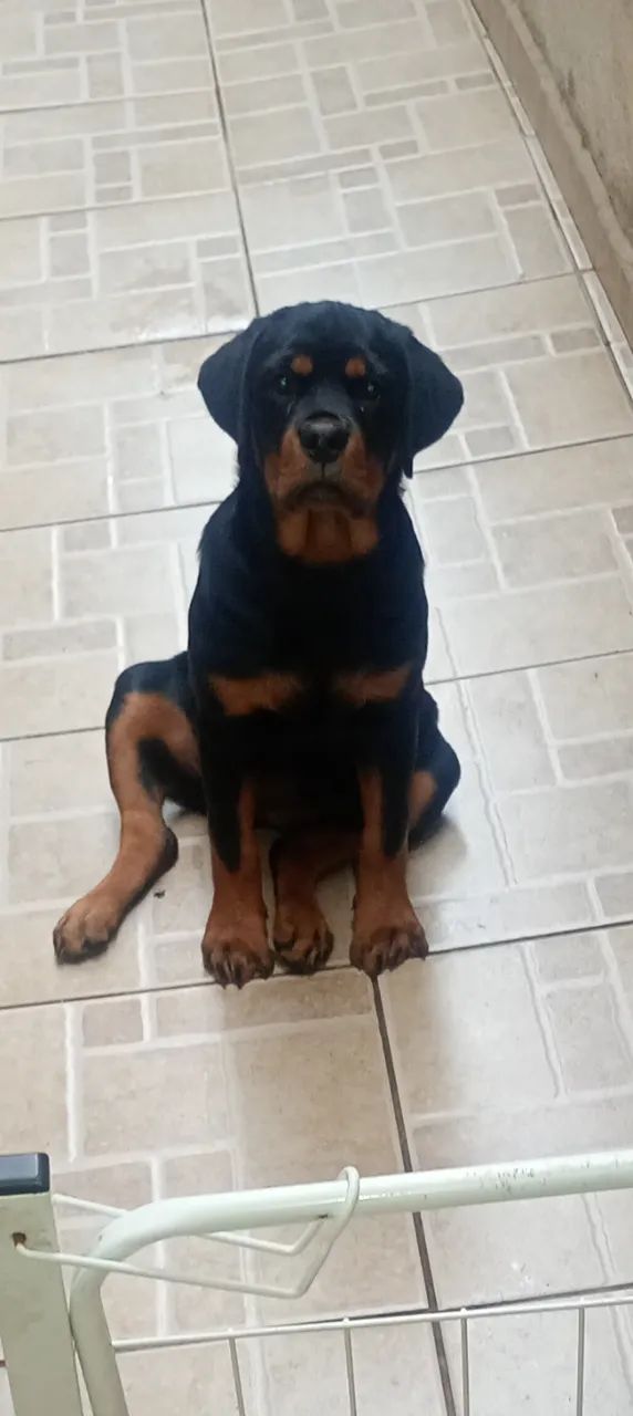 Cachorro  - Foto 3