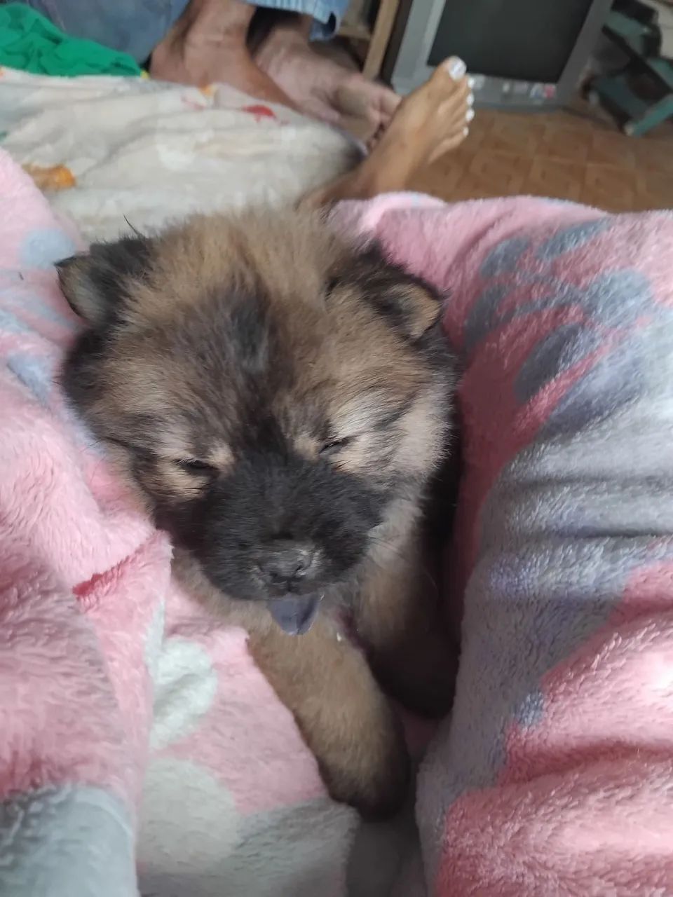 Chowchow - Foto 4