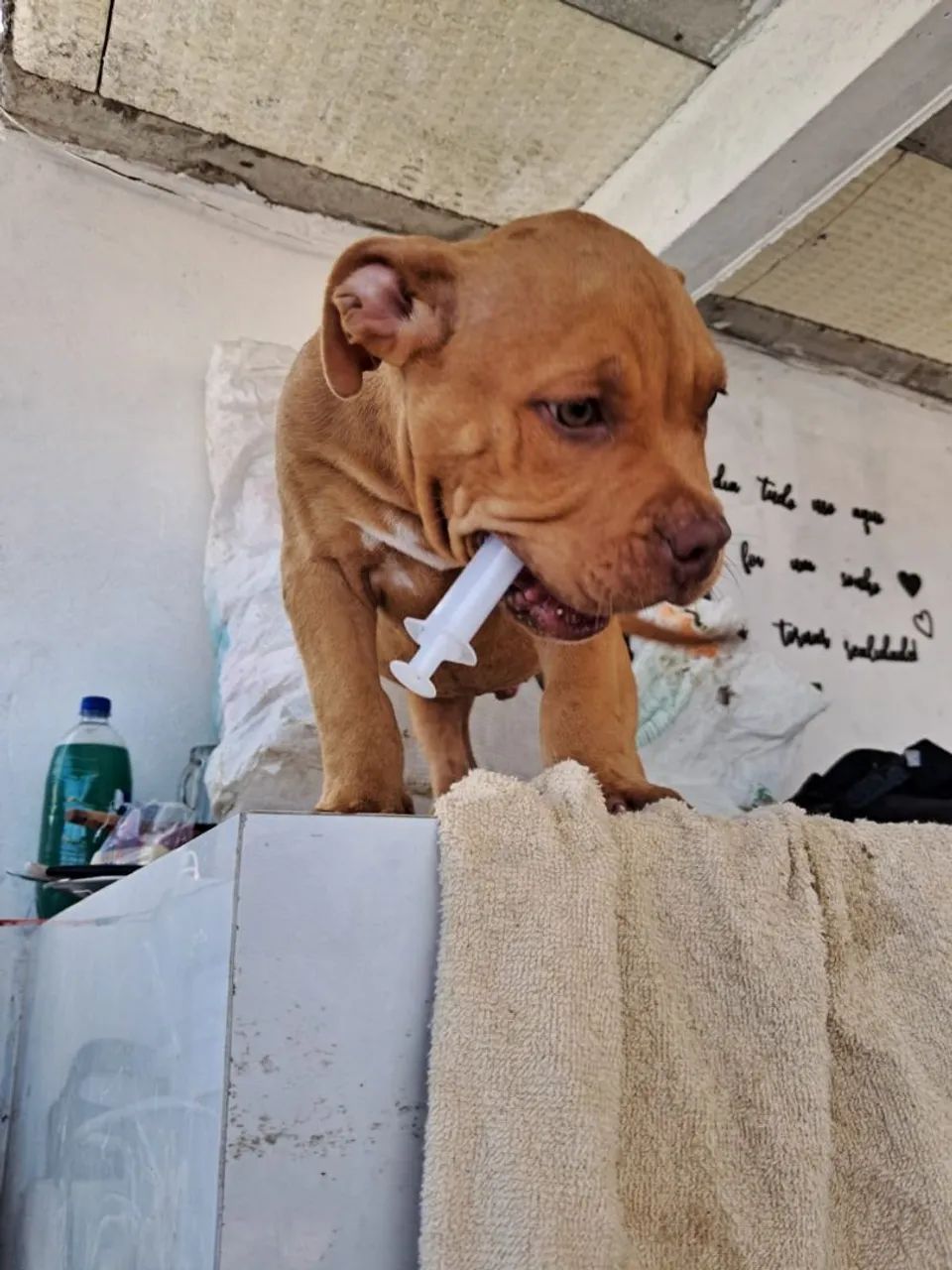 American bully - Foto 6