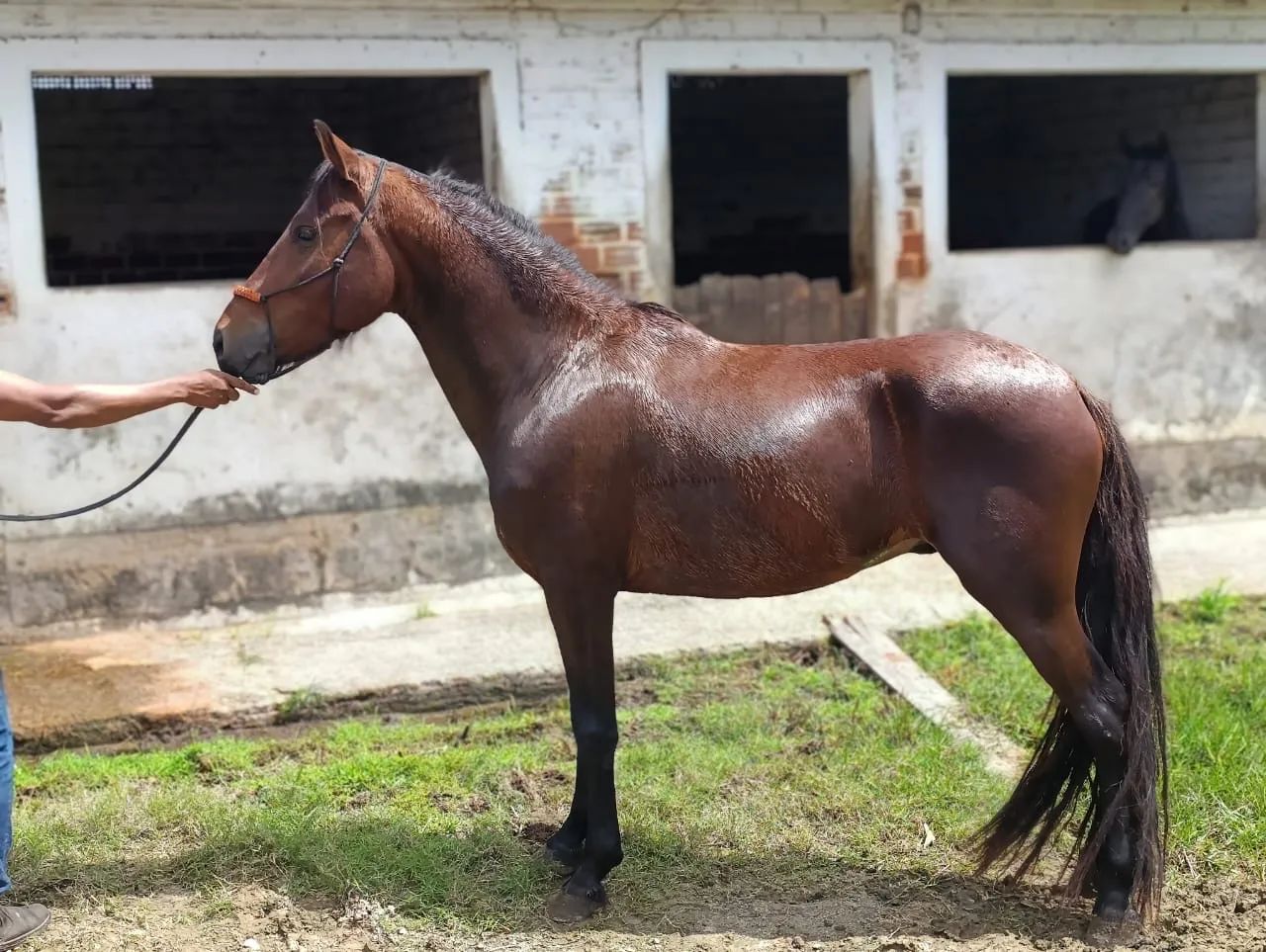 Cavalo manga larga registrado  - Foto 2