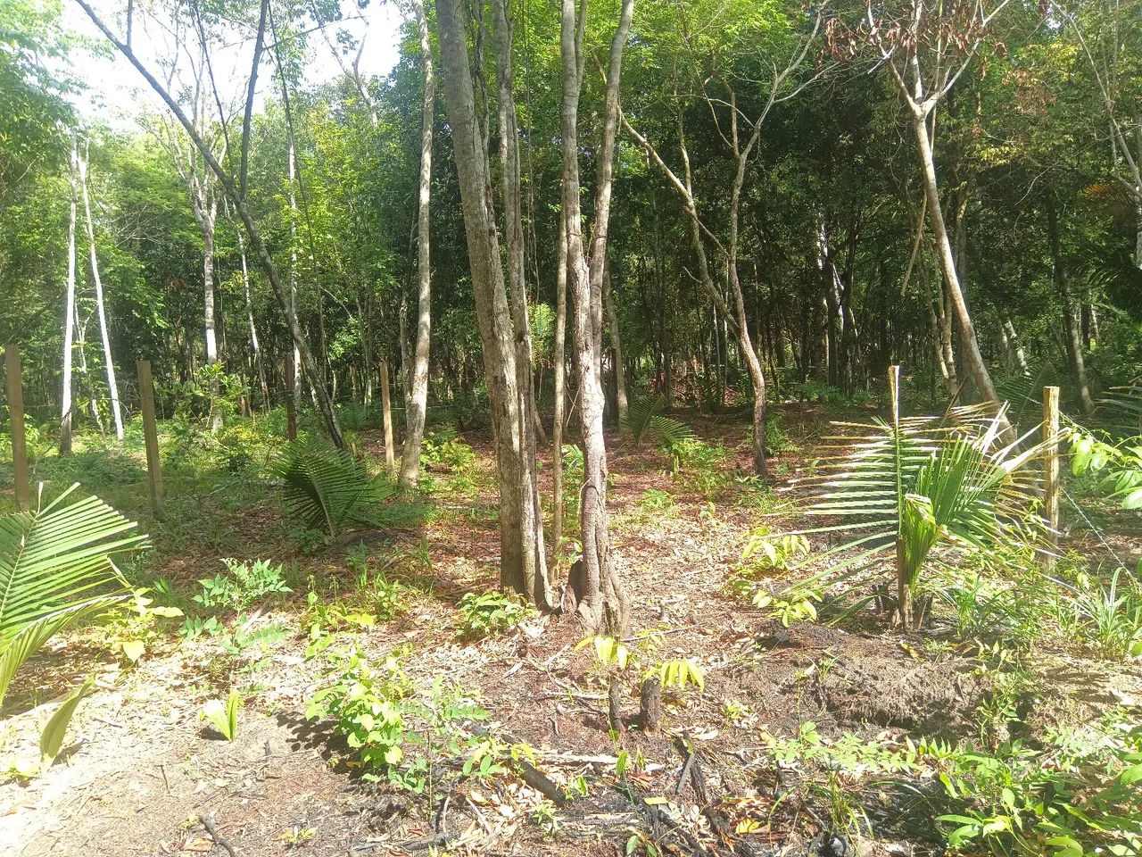 Foto - Santarém - Alter do Chão