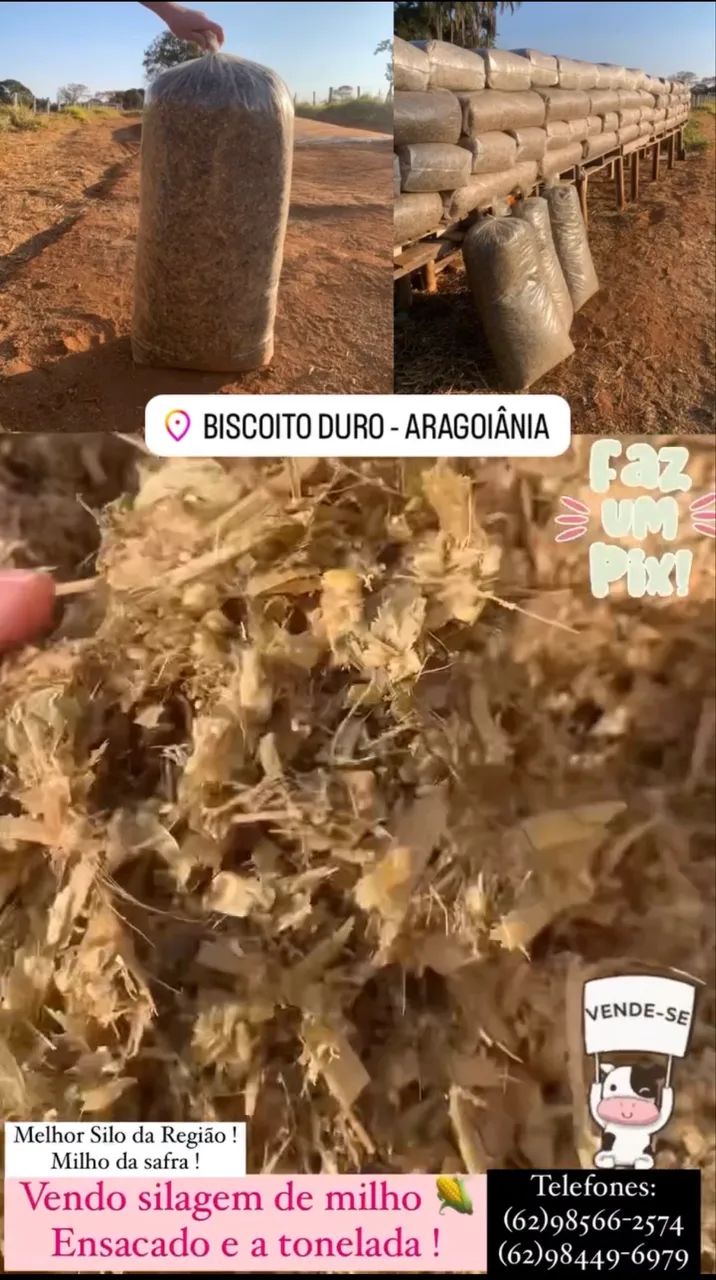 Silo ensacado troco em bezerros