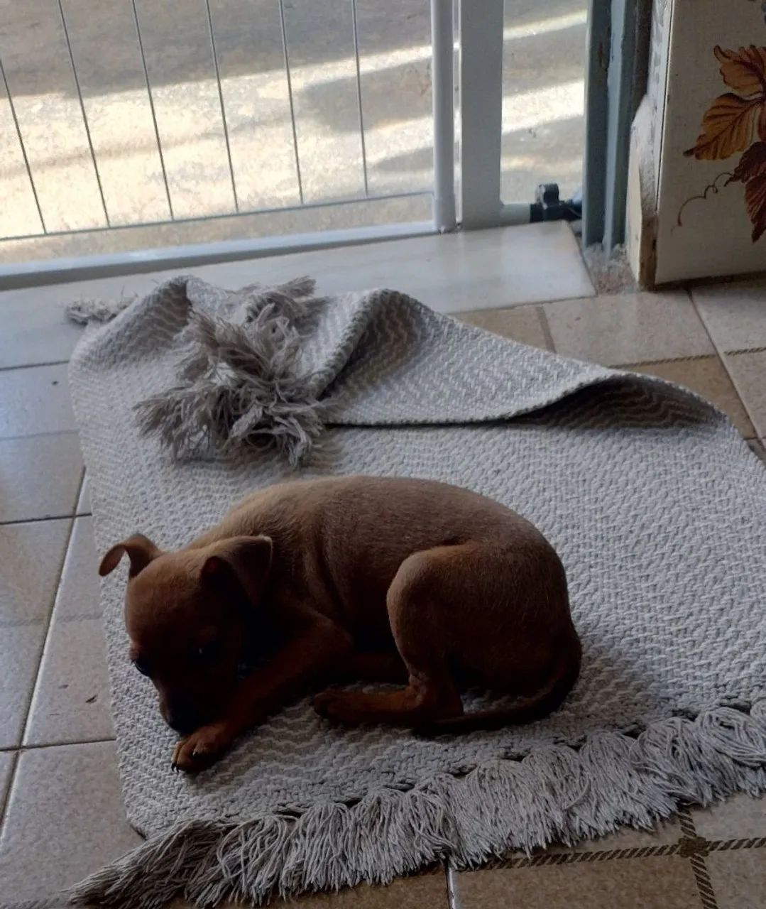 Cachorro  - Foto 4
